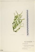 藏品(網石蓴)的圖片