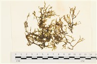 藏品(鹿角網地藻)的圖片