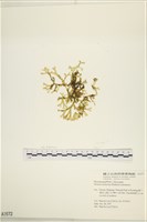 藏品(網目藻)的圖片