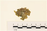 藏品(浮網藻, 肋葉藻)的圖片