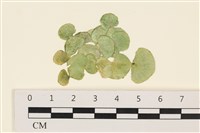 藏品(盤狀仙掌藻)的圖片