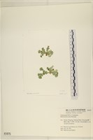 藏品(盤狀仙掌藻)的圖片