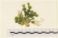 藏品(盤狀仙掌藻)的圖片