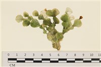 藏品(盤狀仙掌藻)的圖片