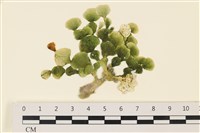 藏品(盤狀仙掌藻)的圖片