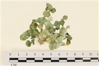 藏品(盤狀仙掌藻)的圖片