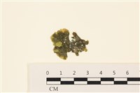 藏品(浮網藻, 肋葉藻)的圖片