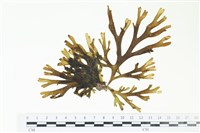 藏品(厚網目藻)的圖片