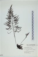 藏品()的圖片