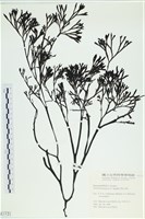 藏品()的圖片