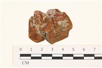 藏品(袋苔, 囊藻)的圖片