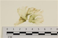 藏品(大石蓴, 石蓴)的圖片