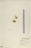 藏品(大石蓴, 石蓴)的圖片