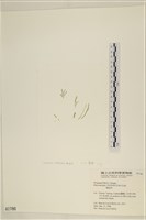 藏品(腸滸苔, 河石髮)的圖片