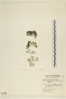 藏品(伸展剛毛藻)的圖片