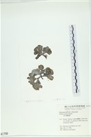 藏品(南方團扇藻)的圖片