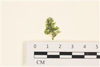 藏品(法囊藻)的圖片