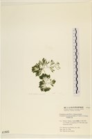 藏品(伸展剛毛藻)的圖片