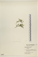 藏品(盾葉蕨藻)的圖片