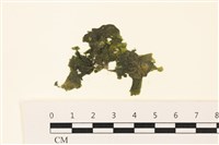 藏品(浮網藻, 肋葉藻)的圖片