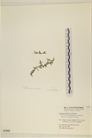 藏品(絨毛蕨藻)的圖片