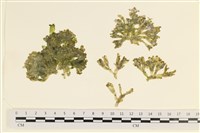 藏品(法囊藻)的圖片