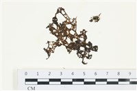 藏品(網胰藻)的圖片