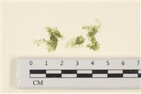 藏品(布氏藻)的圖片