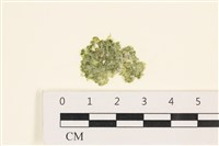 藏品(法囊藻)的圖片