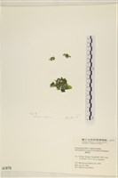 藏品(網球藻)的圖片