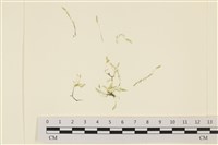 藏品(偏列羽藻)的圖片