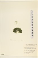 藏品(伸展剛毛藻)的圖片