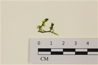 藏品(盾葉蕨藻)的圖片