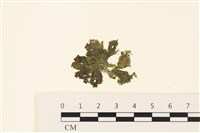 藏品(浮網藻, 肋葉藻)的圖片