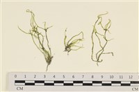藏品(指枝藻)的圖片