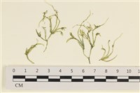 藏品(指枝藻)的圖片