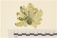 藏品(曲玉藻, 香蕉菜, 玉茄藻)的圖片