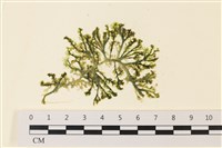 藏品(盾葉蕨藻)的圖片