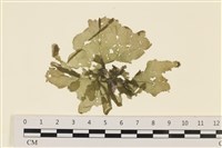 藏品(黑葉小網藻)的圖片