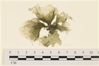 藏品(黑葉小網藻)的圖片