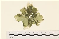 藏品(黑葉小網藻)的圖片