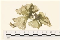 藏品(黑葉小網藻)的圖片