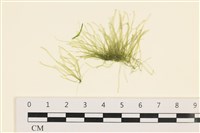 藏品(腸滸苔, 河石髮)的圖片