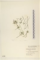 藏品(粗硬毛藻, 綠苔)的圖片