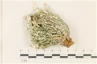 藏品(仙掌藻, 海仙人掌)的圖片