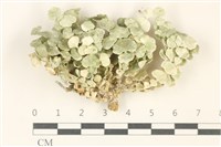 藏品(仙掌藻, 海仙人掌)的圖片