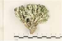 藏品(仙掌藻, 海仙人掌)的圖片