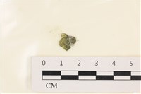 藏品(網球藻)的圖片