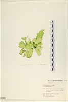 藏品(長片石蓴, 裂片石蓴)的圖片