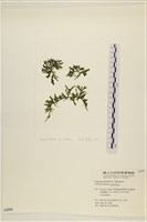 藏品(盾葉蕨藻)的圖片